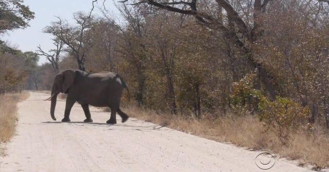 Despite outrage, wildlife hunting could be necessity in Zimbabwe