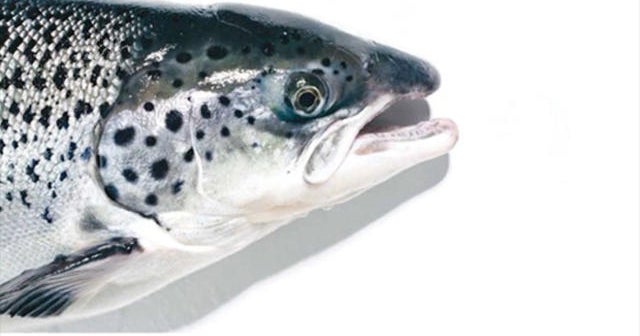 Genetically modified salmon coming to supermarkets
