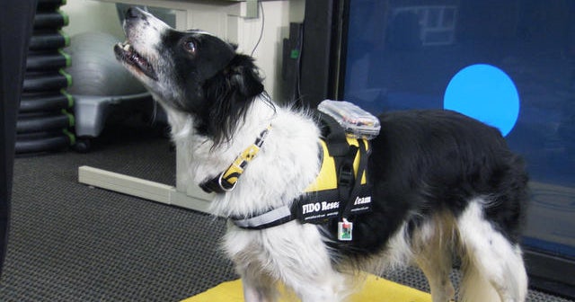 Dog &ldquo;nose&rdquo; to use touch-screen