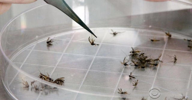 Pregnant women warned about Zika virus outbreak