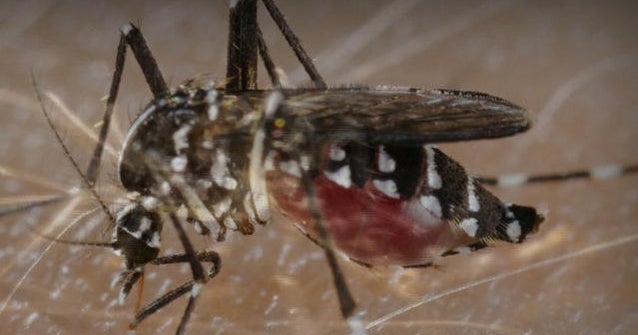 U.S. Olympic committee tackles Zika virus