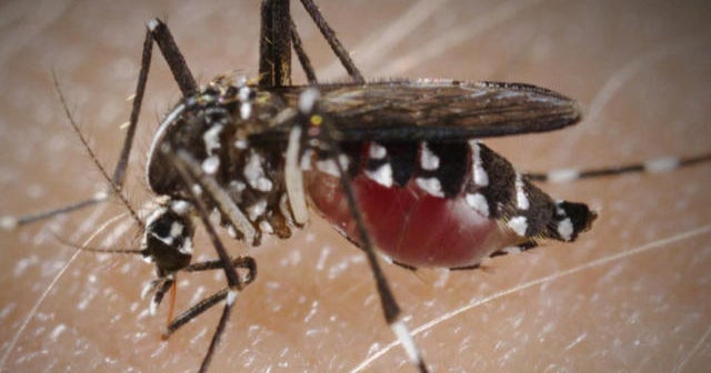 Florida, Illinois latest in reporting Zika virus cases