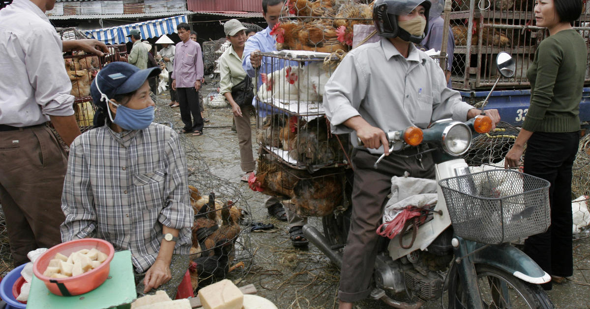 WHO urges halt to sale of live wild animals in markets, citing disease risk