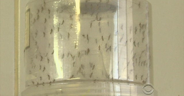 Florida declares Zika virus health emergency