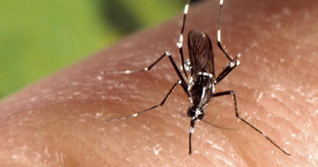Asian tiger mosquito could carry Zika virus to more U.S. states