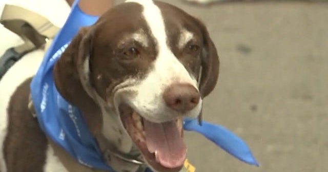 Hundreds of dogs get together in world record attempt Hundreds of dogs get together in world record attempt