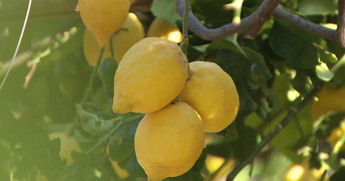 A sweet life: Growing lemons on the Amalfi Coast
