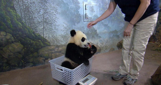 Pandas in the spotlight