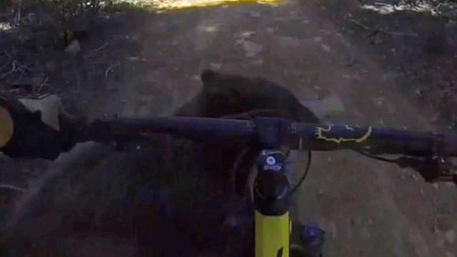 Grizzly bear kills mountain biker near Glacier National Park - CBS 