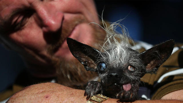 Meet The World S Ugliest Dog Cbs News