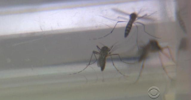Miami blood donations paused due to Zika fears