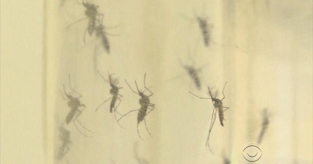 More Zika cases reported in Florida