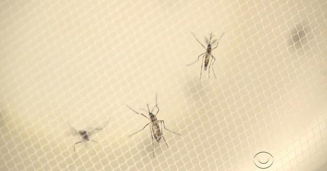 Zika outbreak in Puerto Rico a public health emergency