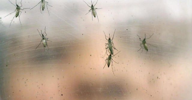 Florida officials race to stem spread of Zika