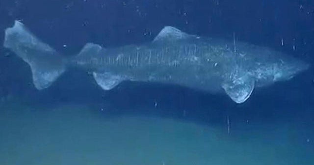 Do Greenland sharks live for 400 years?