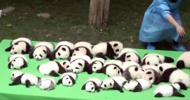 Baby panda cubs make debut in China