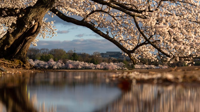 Cherry Blossom Festival