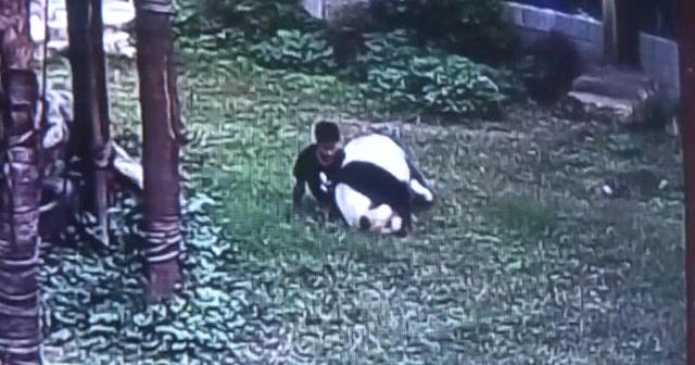 Panda wrestles with intruder who climbs into enclosure