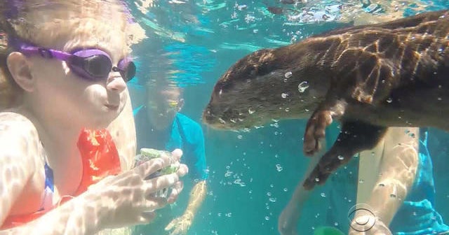 Otters offering different form of therapy