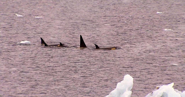 Drones used to study sick killer whales in Antarctica