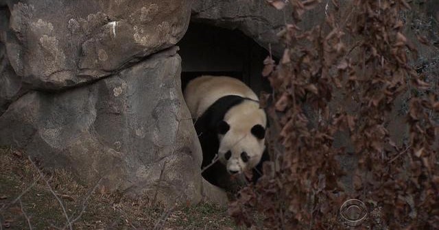 Bao Bao the panda being sent to new home in China