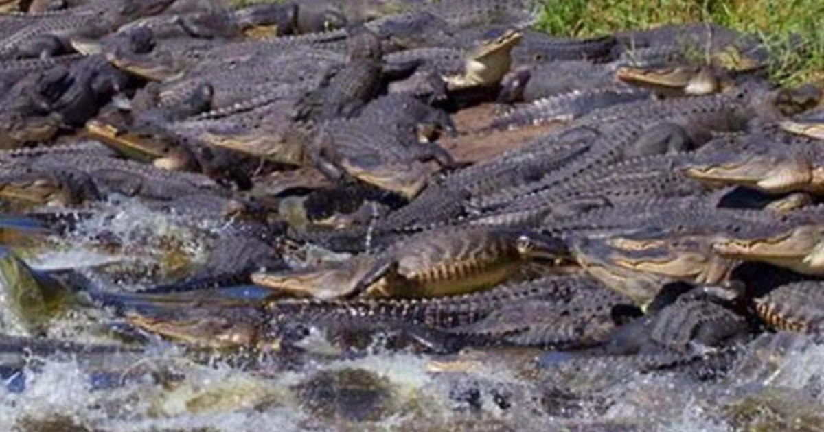 Gators! Dozens of alligators gather around giant sinkhole in Florida