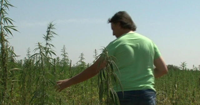 Italy farmers fight contamination with cannabis plant