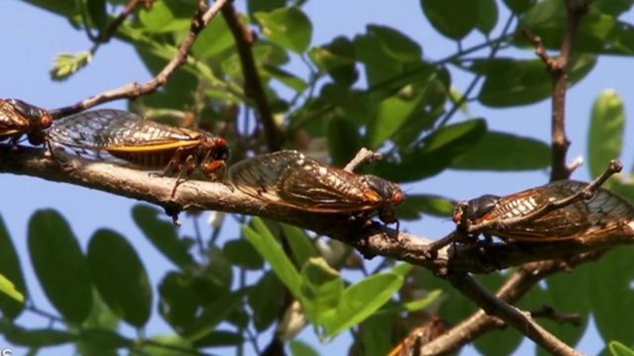 What Is Brood X The U S Cicada Infestation Coming In 21 Cbs News