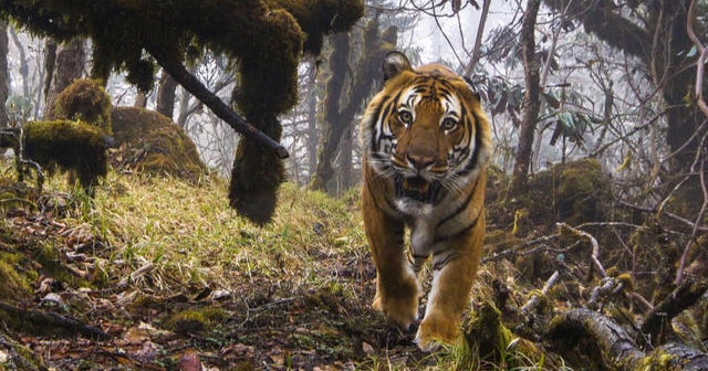 New images of endangered Bengal tigers in Bhutan