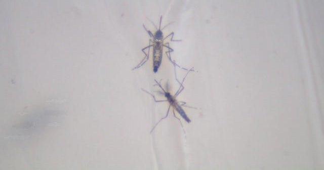 Could releasing millions of sterile mosquitoes shrink its population?