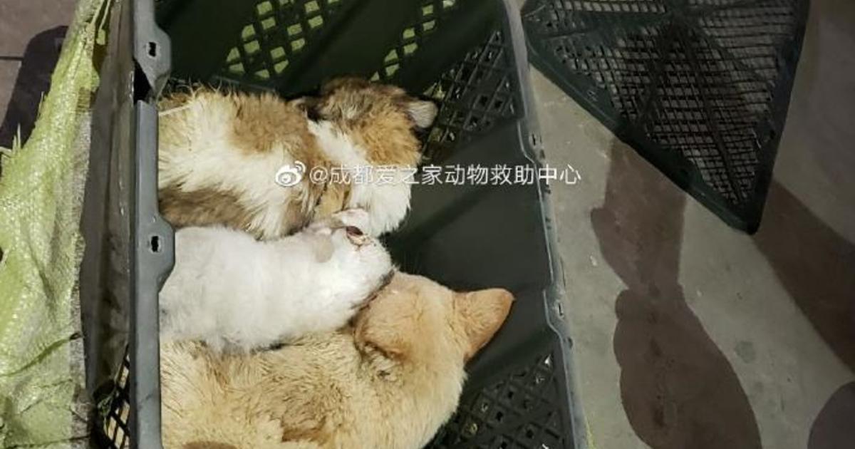 "Mystery boxes" in China discovered to have suffocating puppies and kittens inside