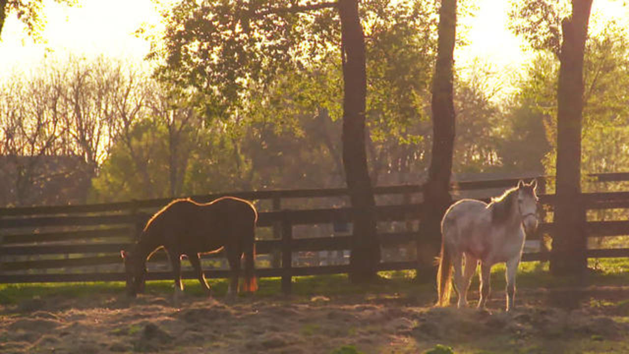 A Kentucky Home For Retired Racehorses Cbs News