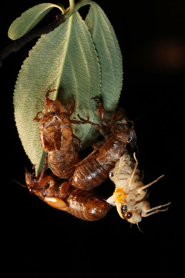Brood X Cicadas Emerge After 17 Years To Swarm The Northeast Warning Graphic Images Cbs News