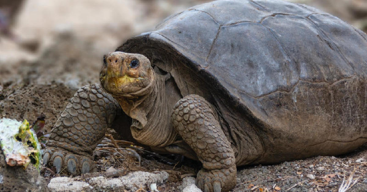 Galápagos tortoise found alive from species thought to be