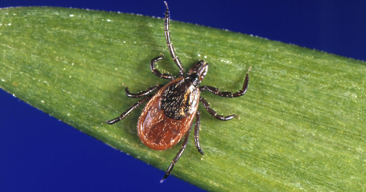 Tick discovery near Northern California beaches prompts warning about Lyme disease - CBS News