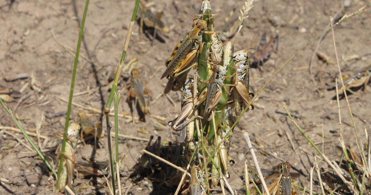 Western drought brings plague of voracious grasshoppers: "They're everywhere"