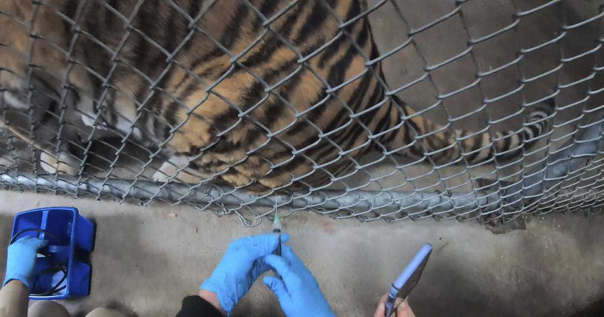 Oakland Zoo begins vaccinating animals against COVID-19