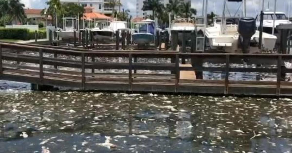 Despite tropical storm Elsa, red tide persists in Tampa Bay along with tons of fish the algae blooms killed
