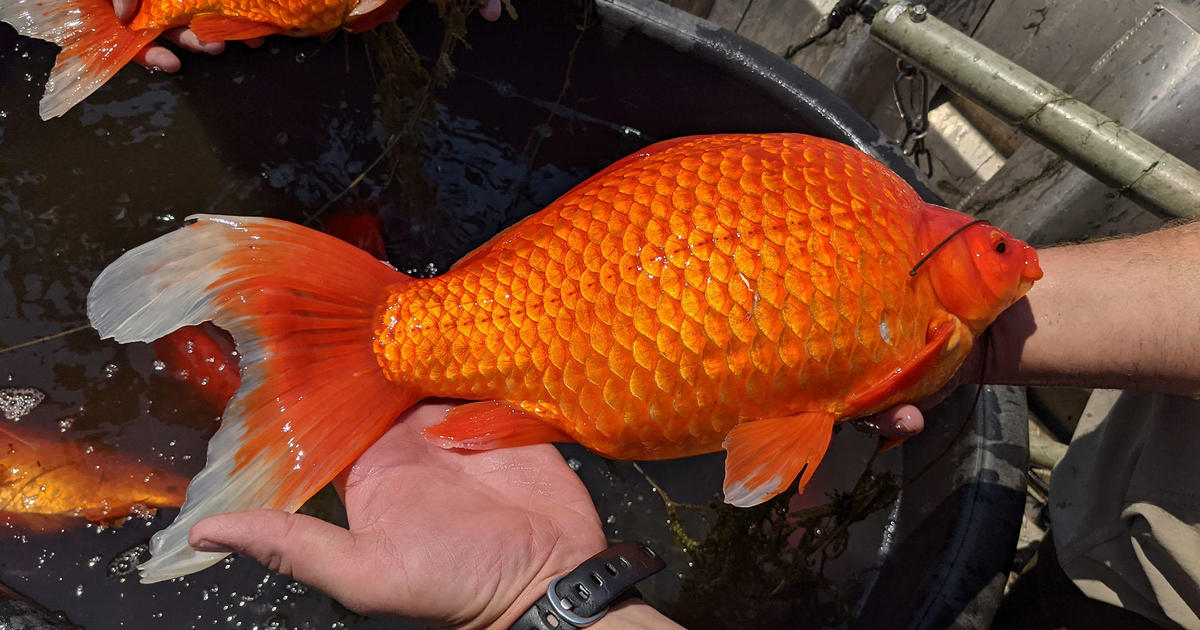 Giant Invasive Goldfish Are Taking Over Lakes And Ponds Around The Country One Minnesota County Pulled Out 100 000 Last Year Cbs News