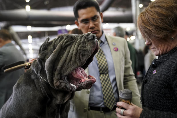 Annual Westminster Dog Show Takes Place In New York City 