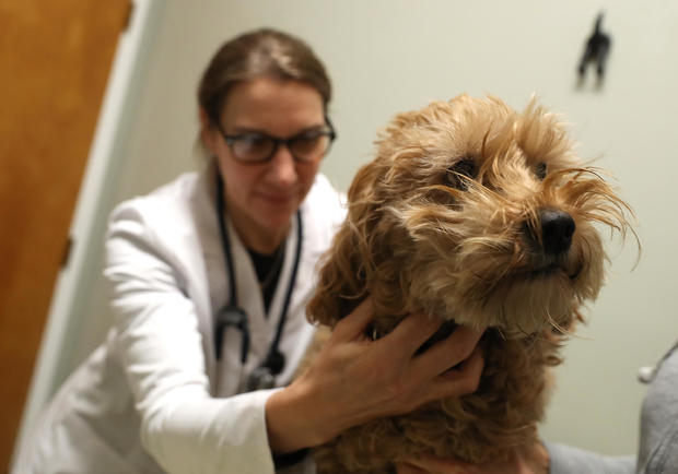 Veterinarians Flooded As "Dog Flu" Sweeps Across U.S. 