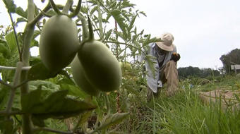 In Virginia, military veterans take on their next mission: farming 