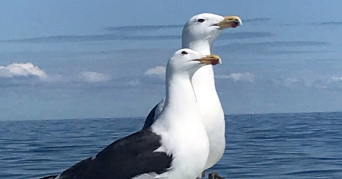 Seagull Who Bonded With Captain Who Saved Her Now Has A Mate Flipboard