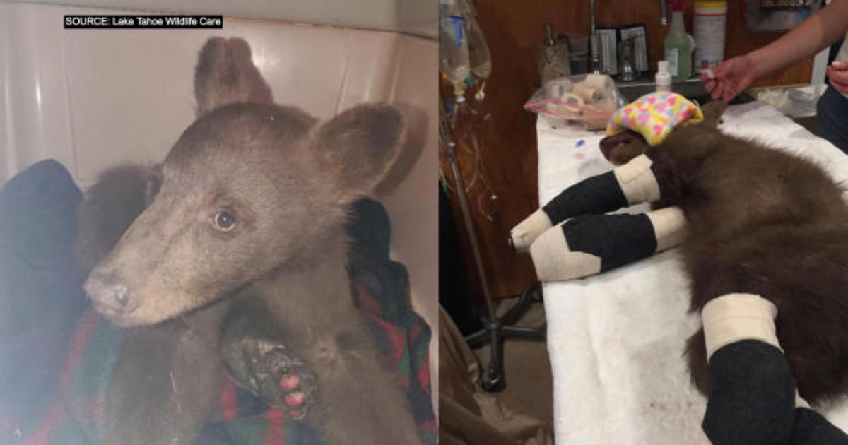 Injured bear cub rescued after being burned in California wildfire