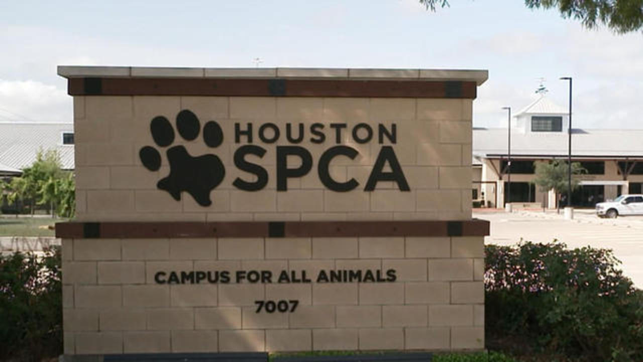 Aspca Spending May Not Be What Donors Expect Cbs News Investigation Finds Cbs News