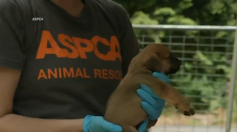 ASPCA spending may not be what donors expect, investigation finds 