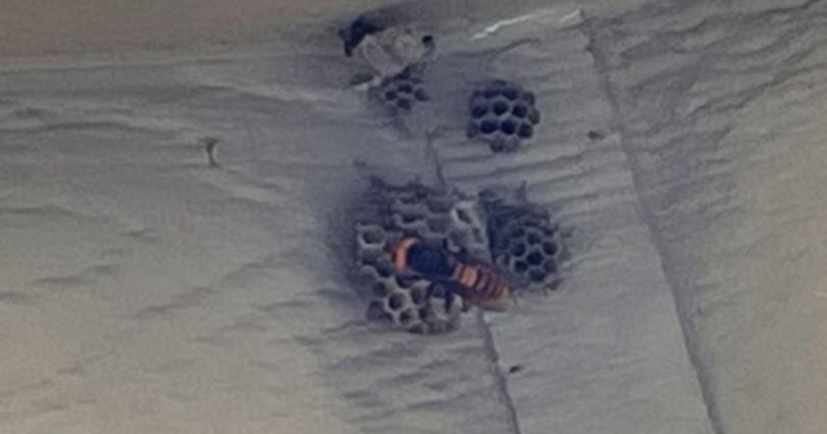 First "murder hornet" nest of 2021 found in Washington state