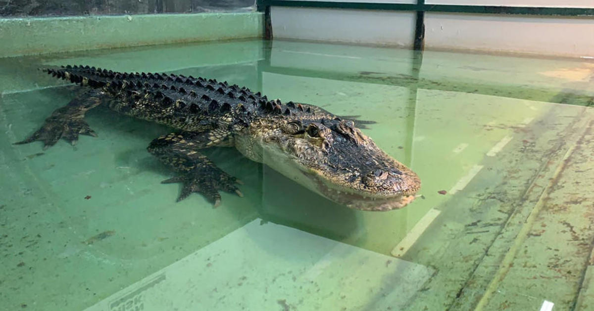 Dramatic video shows alligator attacking handler before visitor jumps in to rescue her