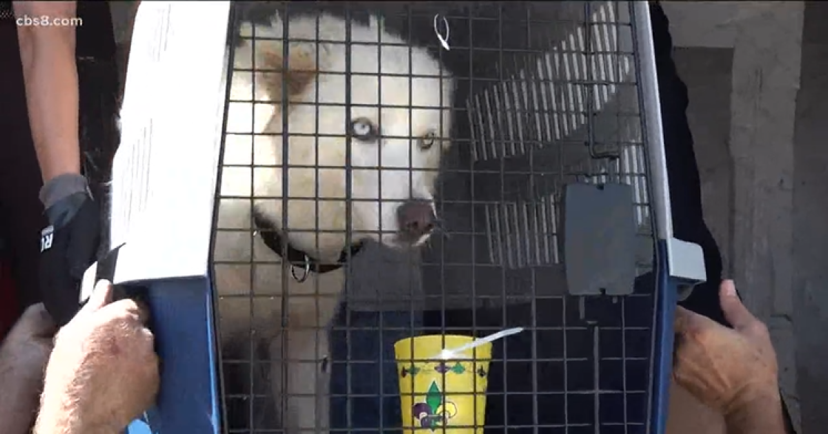 Plane carrying dozens of adoptable pets arrive in ...