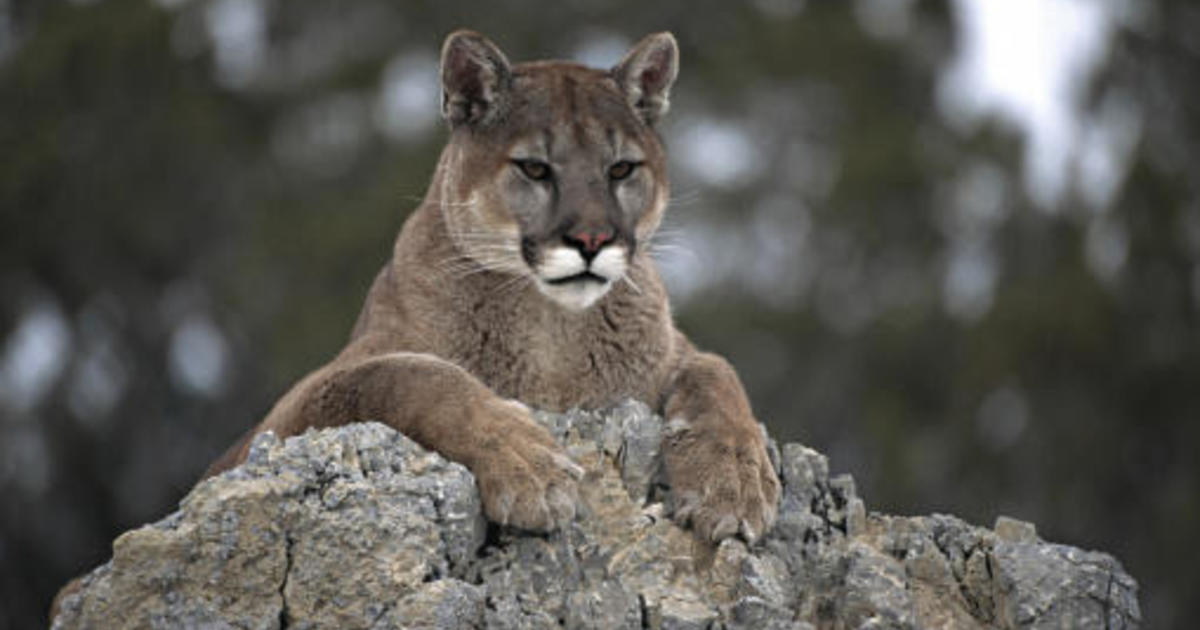 Mother fights off mountain lion to save 5-year-old son - CBS News